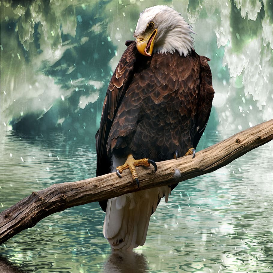 eagle, ave, branch, animals, birds, peak, nature, plumage, wings HD wallpaper