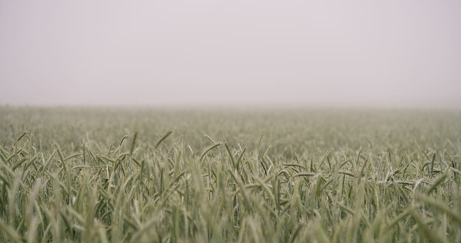 farm, field, grain, grass, nature, wheat, agriculture, crop HD wallpaper