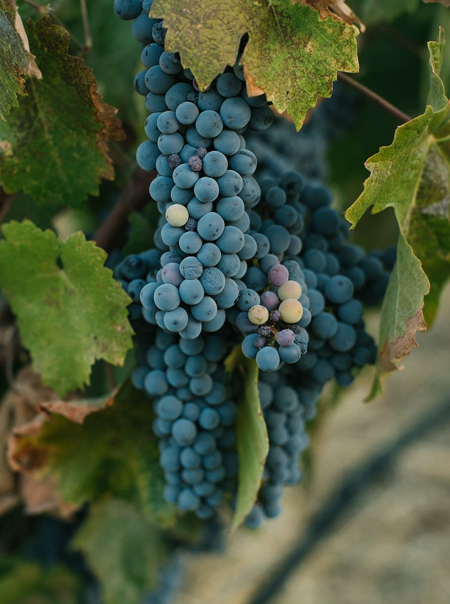 black grapes, food and drink, vineyard, growth, leaf, green color HD wallpaper