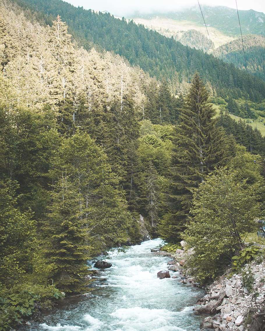 Green Trees, daylight, environment, flow, forest, landscape, mountains HD wallpaper