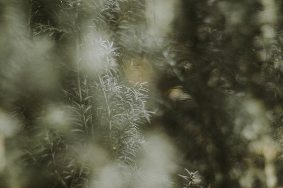 green trees, plant, conifer, ice, outdoors, nature, snow, mammal HD wallpaper