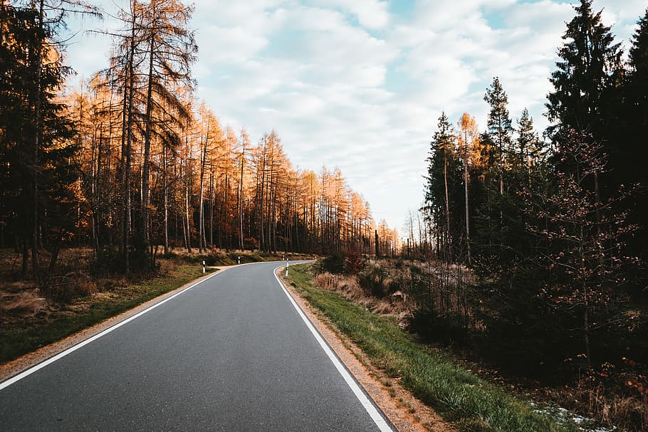 empty road surrounded by trees during daytime, plant, direction HD wallpaper