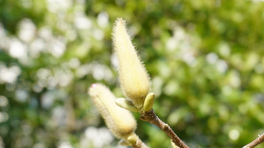 budding flowers, green, natural, plant, growth, beauty in nature HD wallpaper