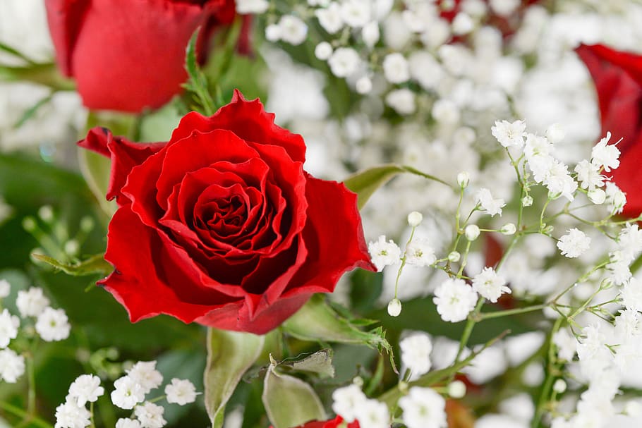 red, rose, bouquet, bloom, blossom, love, wedding, flowers HD wallpaper