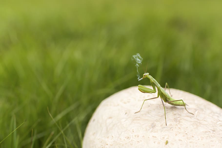 grasshopper, insect, field, green color, animal wildlife, one animal HD wallpaper