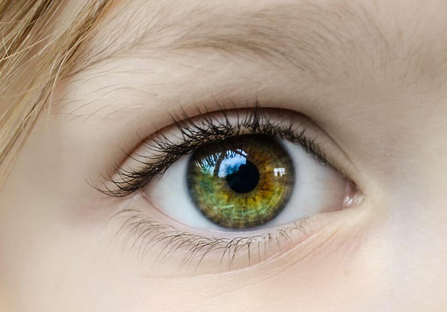 Closeup Photo of Human Eye, close-up, eyeball, eyebrow, eyelashes HD wallpaper