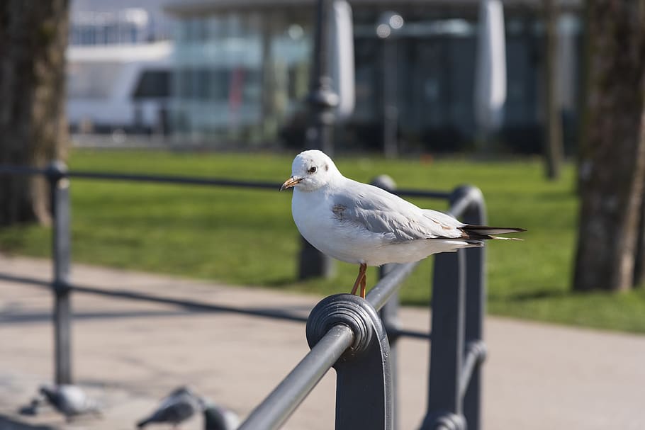 seagull, bird, railing, vertebrate, animal, animal themes, focus on foreground HD wallpaper