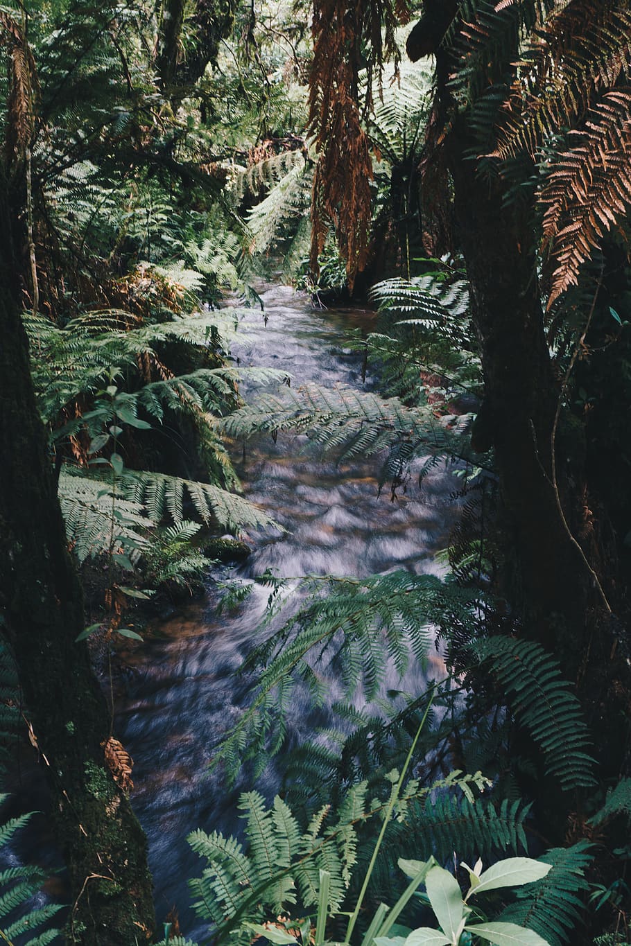 Photography of River Near Fern Plants, daylight, environment HD wallpaper