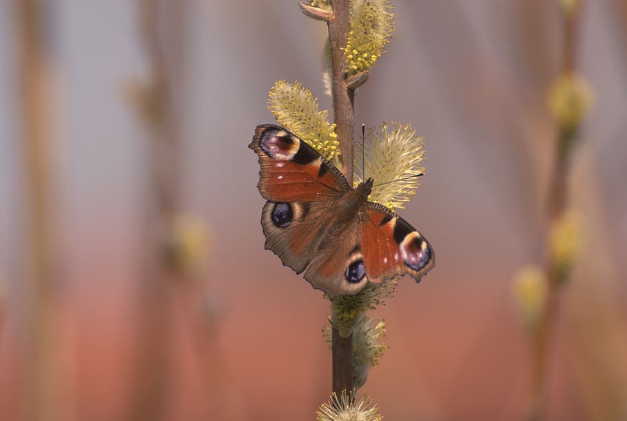 rusalka, butterfly, mo, insect, summer, flower, color, butterflies HD wallpaper