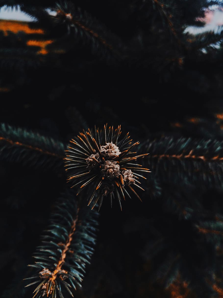 pane, trees, nature, orange, dark, emergency, moody, no people HD wallpaper