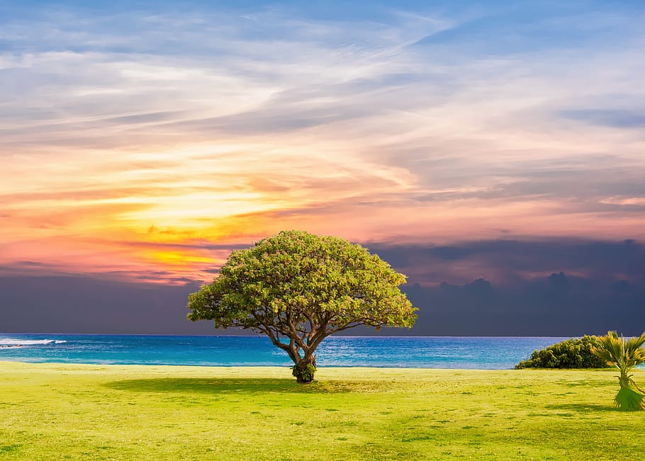 Brown and Green Tree on Grass, beach, clouds, HD wallpaper, landscape HD wallpaper