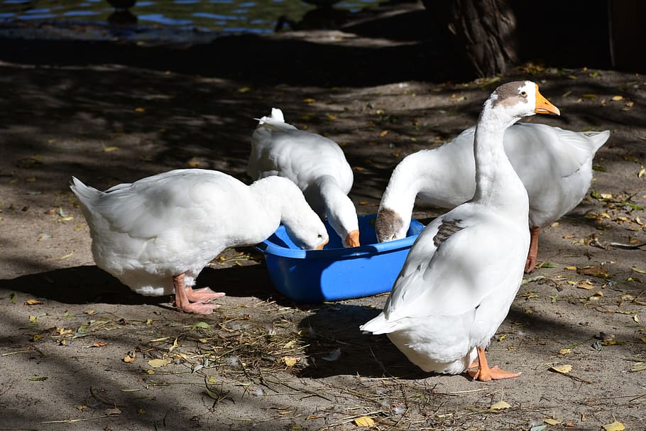 geese, birds, eat, animals, nature, novosibirsk, zoo, group of animals, HD wallpaper