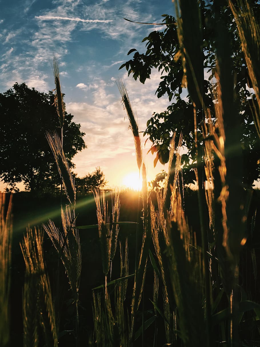 light, flare, sunlight, nature, ukraine, unnamed road, uzyn HD wallpaper