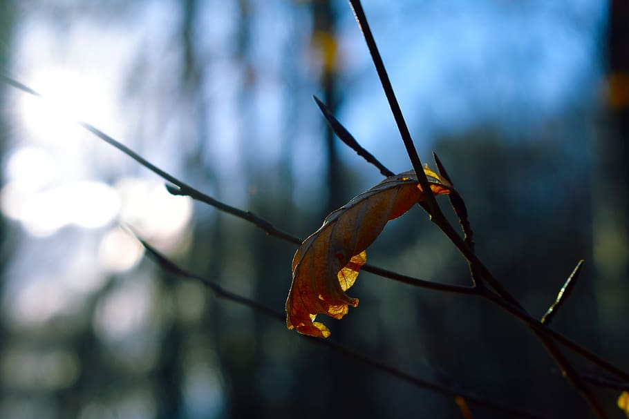 tree, branches, leaf, cold, sun, winter, focus on foreground HD wallpaper