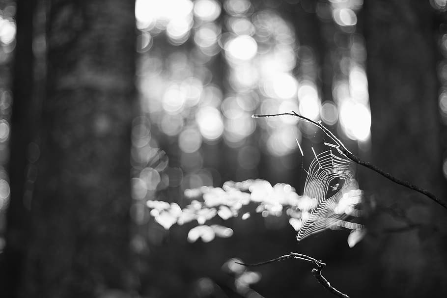 light, spider, web, tree, bokeh, 50mm, forest, focus on foreground HD wallpaper