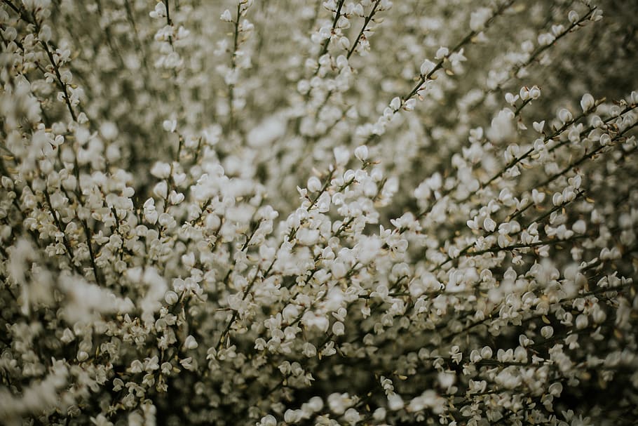 white-petaled flower, plant, growth, tree, beauty in nature, fragility HD wallpaper