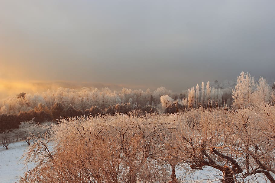 ice, frozen, zing, cold, snow, winter, trees, bushes, branches HD wallpaper