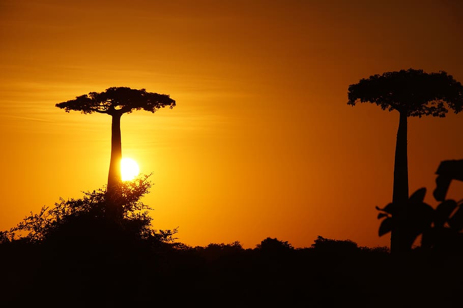 madagascar, baobab, tree, trunk, africa, nature, sky, large HD wallpaper