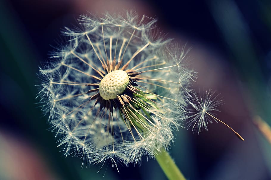 dandelion, secession, mag, structure, sample, color, design HD wallpaper