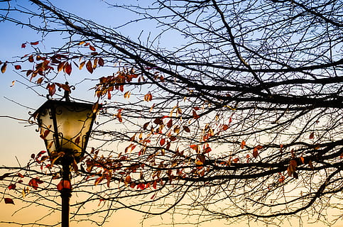 brown-leafed tree, lamp post, via basilica, italy, isola san giulio HD wallpaper