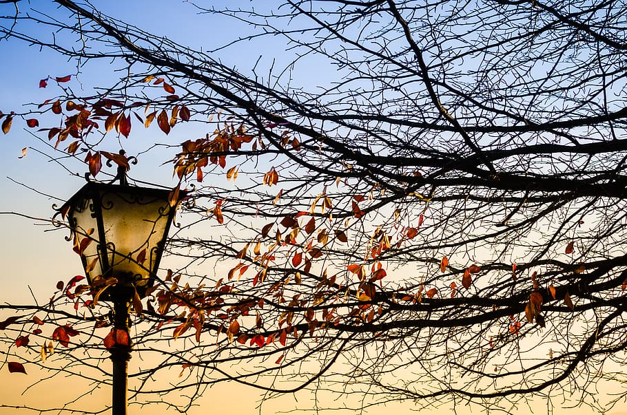 brown-leafed tree, lamp post, via basilica, italy, isola san giulio HD wallpaper