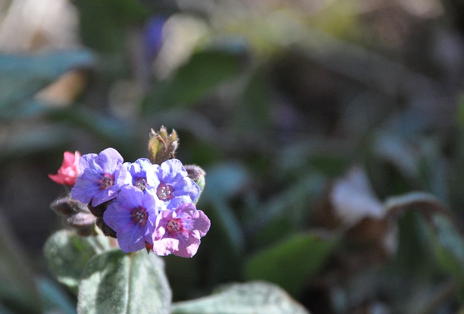 flower, spring, plant, blossom, bloom, springtime, flowering plant HD wallpaper
