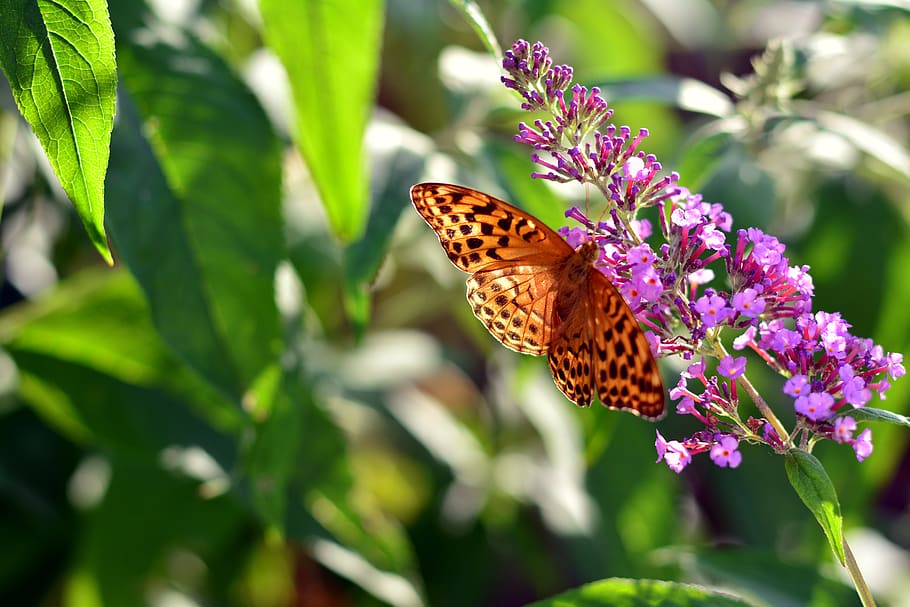 fritillary, butterfly, insect, edelfalter, blossom, bloom, summer HD wallpaper