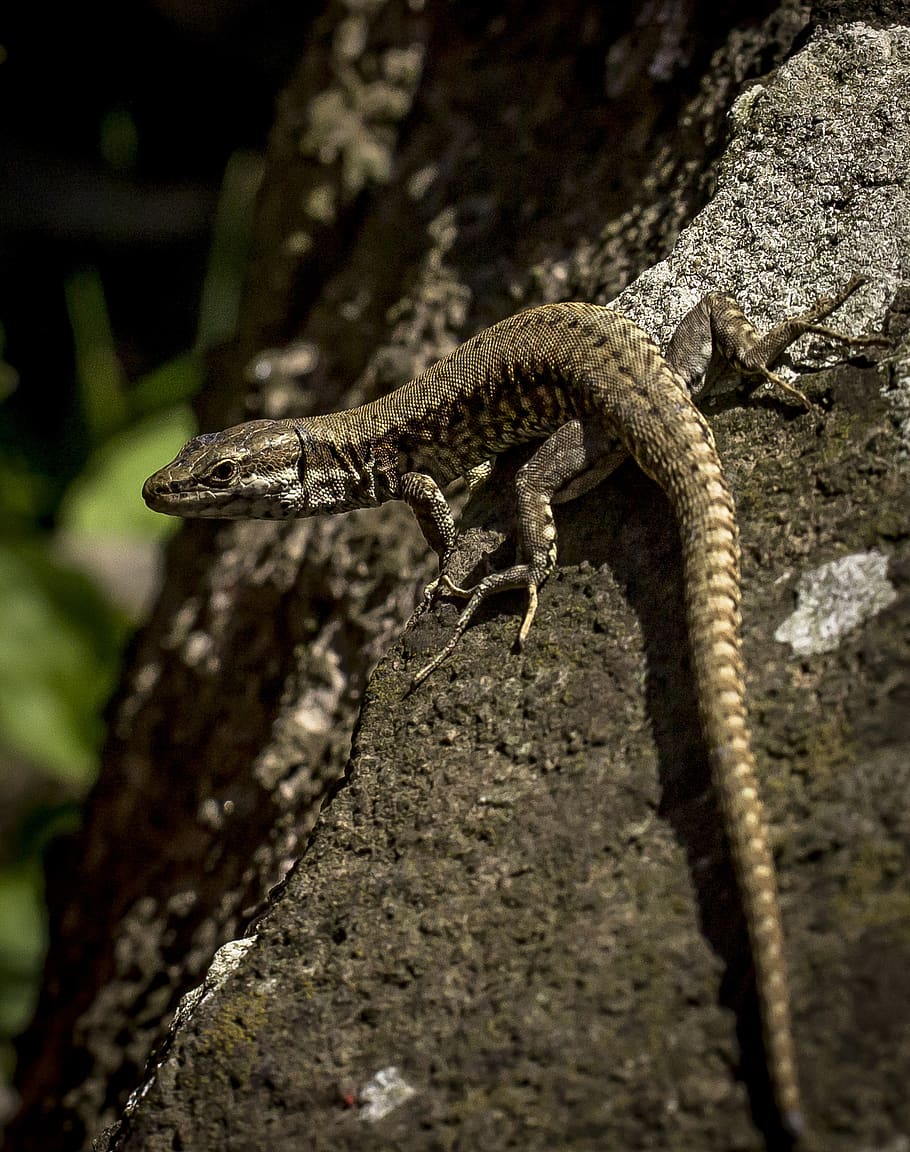 lizard, stone, nature, animal, animal themes, reptile, one animal HD wallpaper