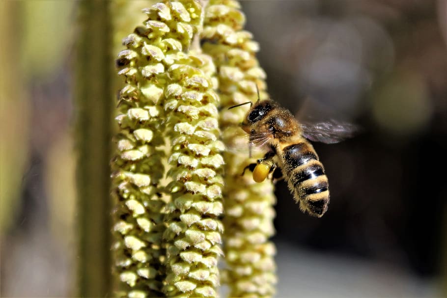 bee, flying, blossom, bloom, hazel, pollen, collect, garden HD wallpaper