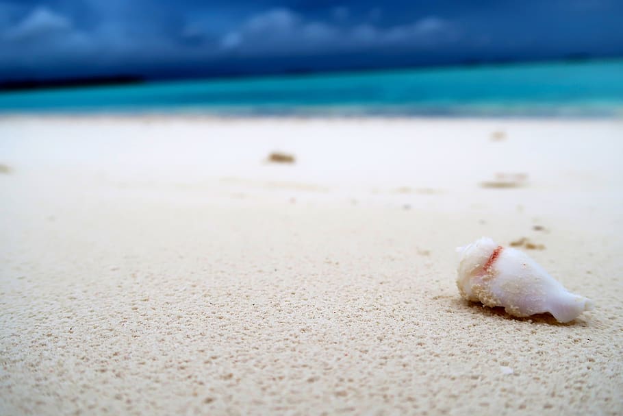 White Shell on White Sand Beach, blue, blur, clouds, daylight HD wallpaper
