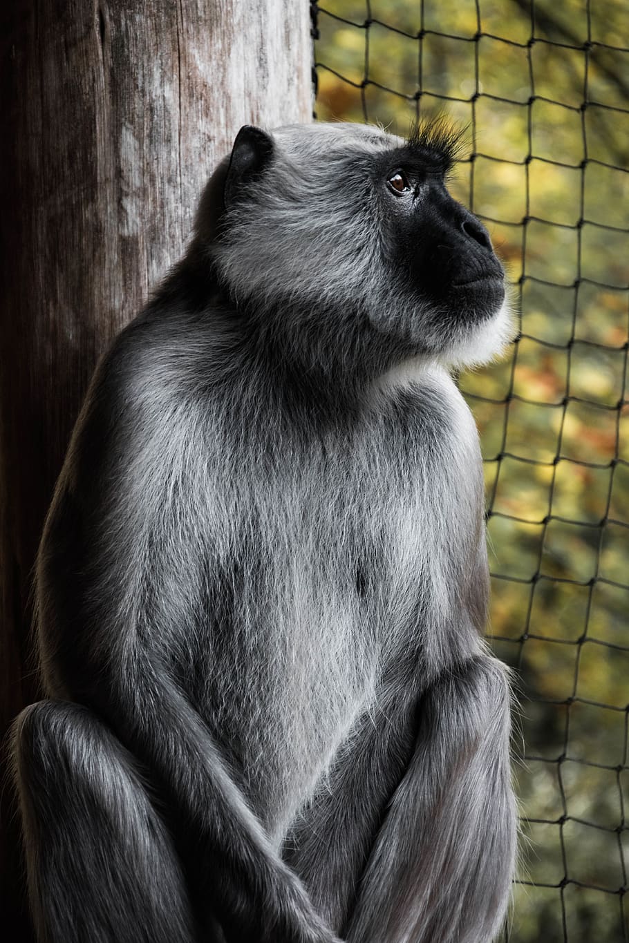 grey and black monkey sitting inside cage, netherlands, amsterdam HD wallpaper