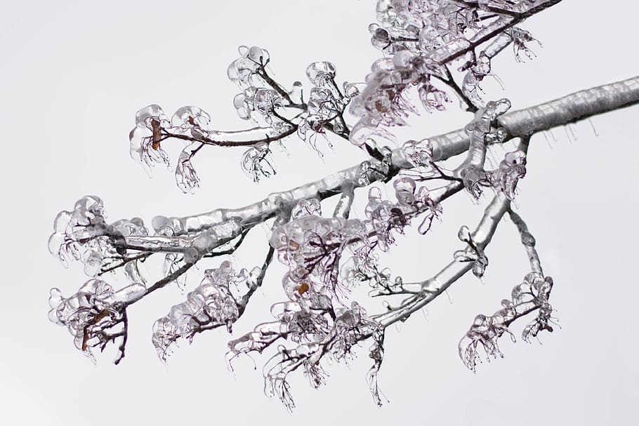 ice, snow, tree, ze, cold, sky, frozen, icy, winter, branch HD wallpaper