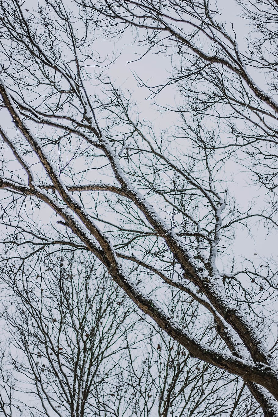 tree covered by snow during daytime, bare tree, branch, plant HD wallpaper