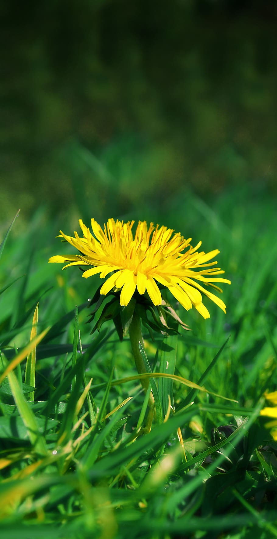 plant, summer, spring, floral, detail, yellow, flower, dandelion HD wallpaper