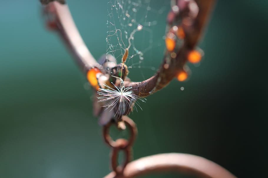 animal, invertebrate, web, macro, seed, arachnid, garden spider HD wallpaper