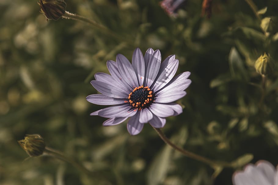 flower, nature, flowering plant, petal, fragility, flower head HD wallpaper