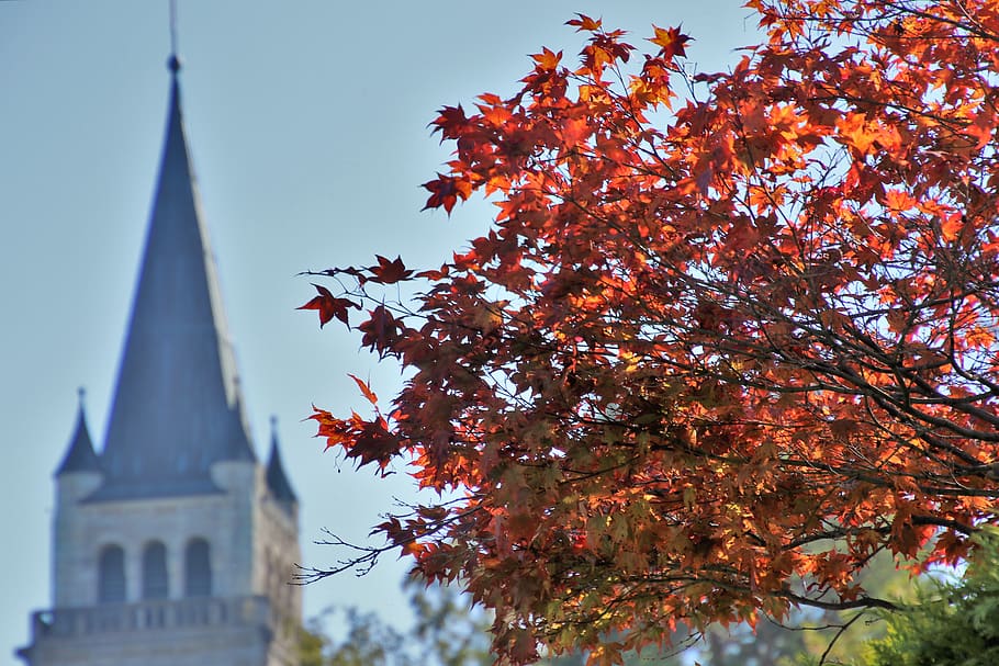 church, foliage, in the fall, clone, figure, red, architecture