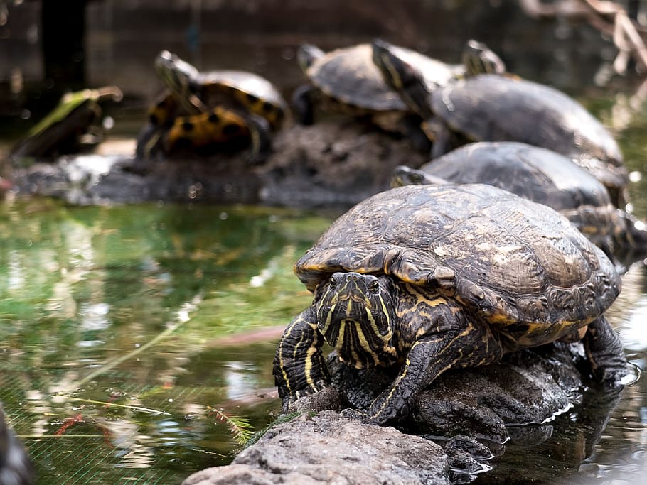 tortoise, reptile, shell, animals, water turtle, sunbathing, HD wallpaper