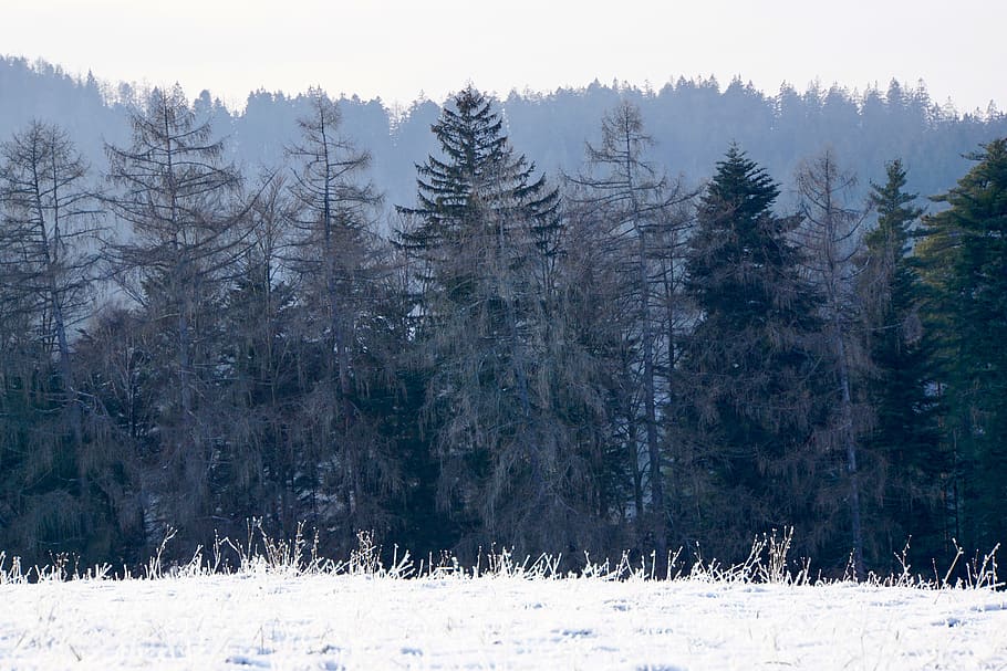 black forest, nature, landscape, trees, mystical, mood, winter HD wallpaper