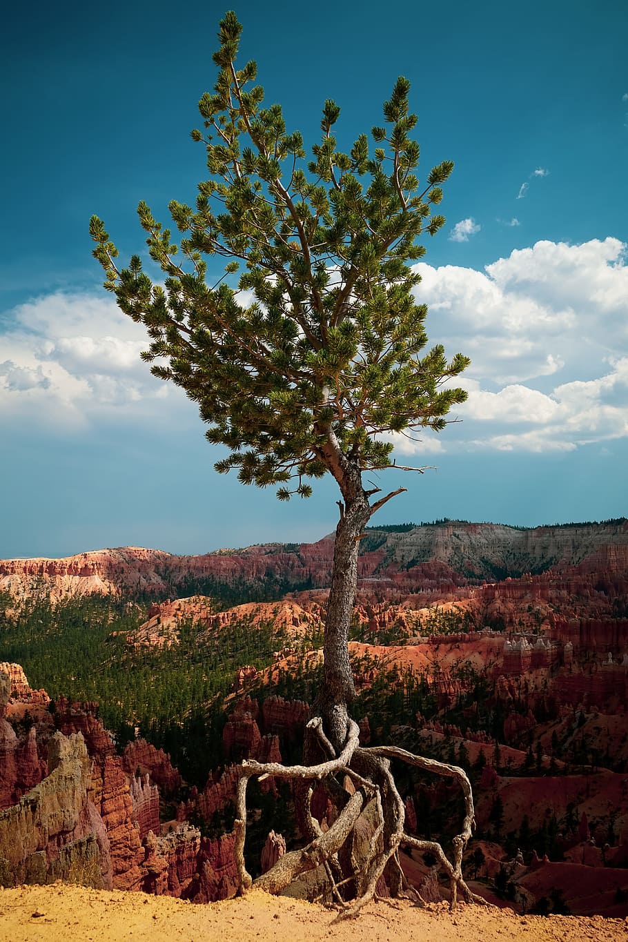 Green Leafed Tree, android wallpaper, daylight, desert, environment HD wallpaper