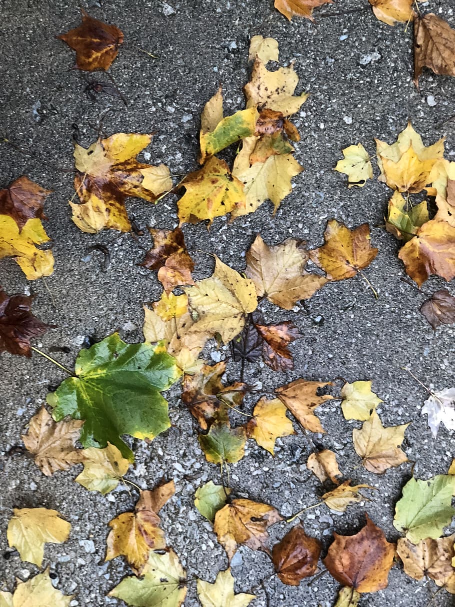 leaves, rain, midwest, fall, autumn, green, gold, yellow, pavement HD wallpaper