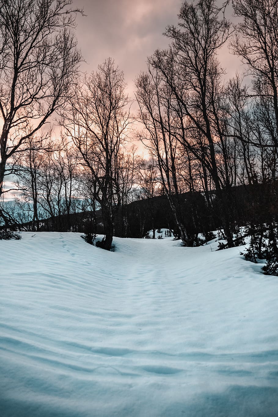 Bare Trees on Snow, cold, daylight, daytime, environment, zing HD wallpaper