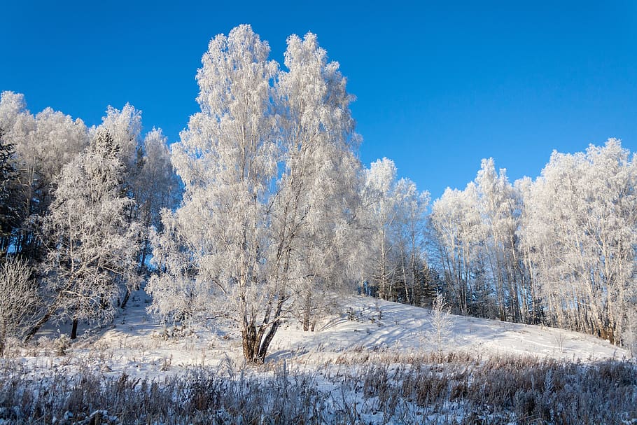 nature, forest, winter, snow, leann, frost, landscape, trees HD wallpaper