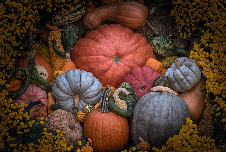 squash lot, pumpkin, vegetable, food and drink, freshness, autumn HD wallpaper