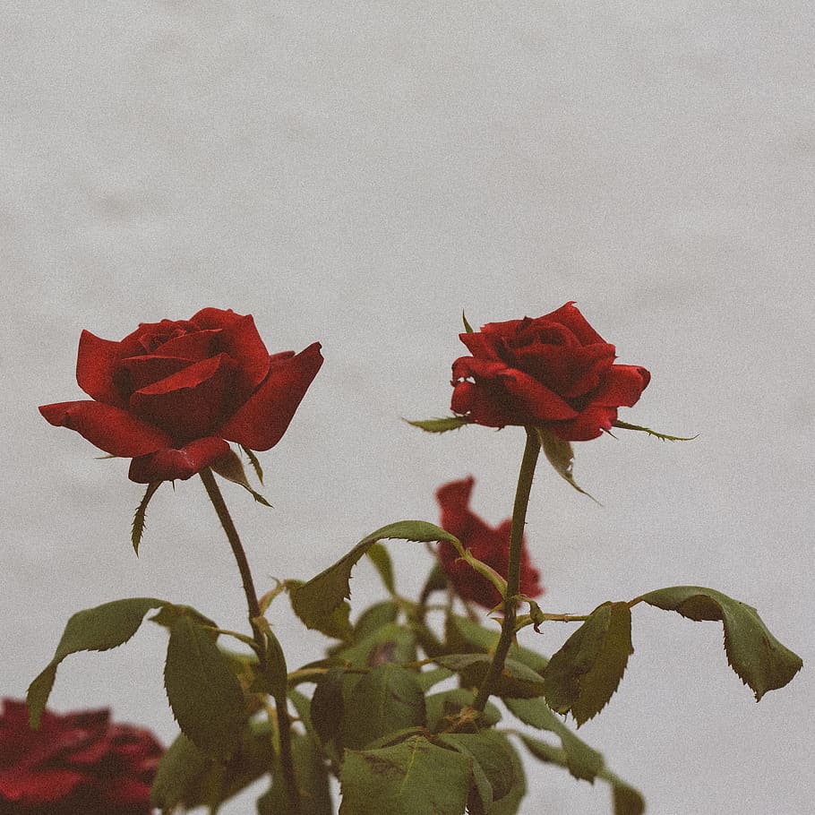 flower, flowering plant, beauty in nature, red, petal, vulnerability HD wallpaper