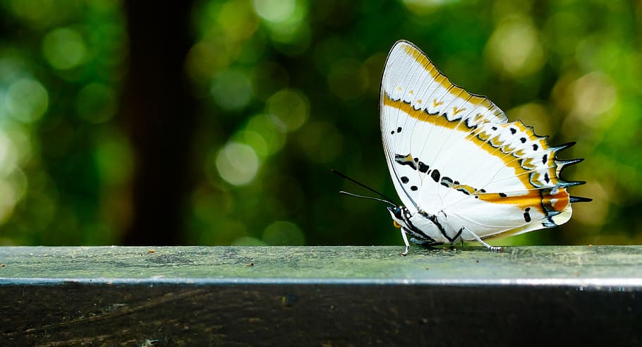 A white butterfly on a deck ledge., insect, animal themes, invertebrate HD wallpaper