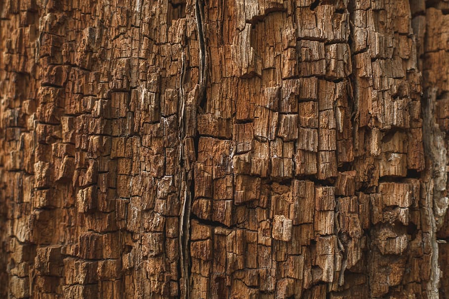 Rotting Wood Texture Photo, Textures, Outdoor, wood - material, HD wallpaper