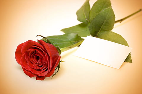 rose, red, stem, background, decoration, concept, closeup, green HD wallpaper