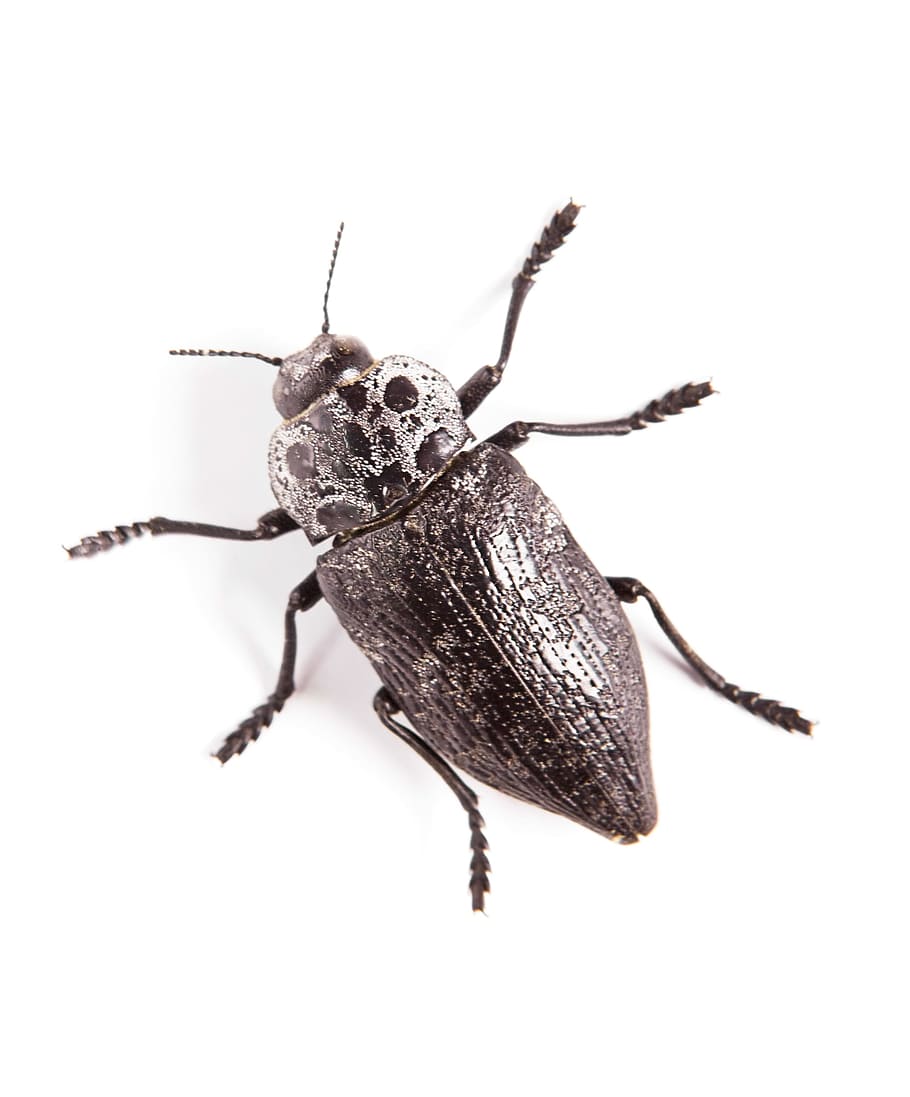 beetle, black, insect, closeup, nature, macro, animal, bug HD wallpaper