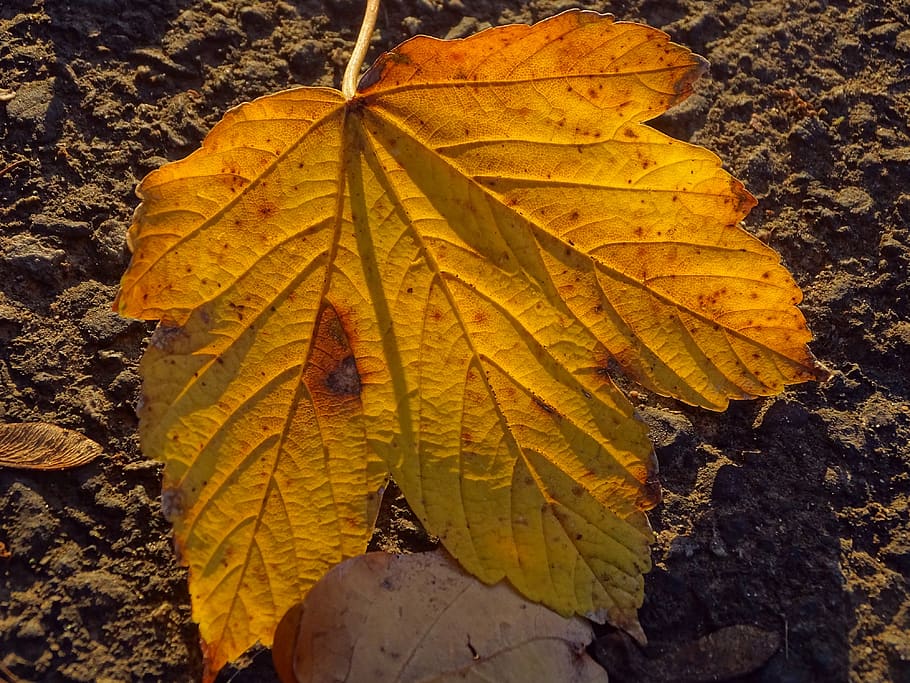 leaf, light, fall, colorful, nature, season, yellow, plant part HD wallpaper